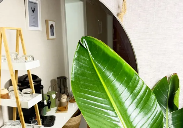 Massage bien-ĂŞtre Elephant Studio Strasbourg